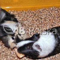 Pelet - ściółka dla gryzoni (świnki morskiej, chomika)
